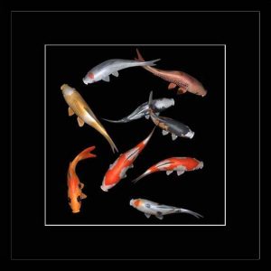 Feng shui fish: koi carps 3D photo – for prosperity and luck